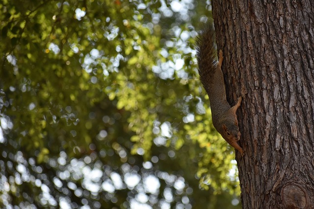 的进攻技巧 的进攻技巧
